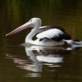 Australian Pelican (Pelecanus conspicillatus)