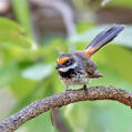 Arafura Fantail (Rhipidura dryas)