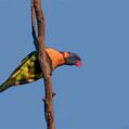 Red-collared Lorikeet (Trichoglossus rubritorquis)