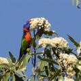 Red-collared Lorikeet (Trichoglossus rubritorquis)