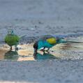 Hooded Parrot (Psephotellus dissimilis)