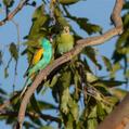 Hooded Parrot (Psephotellus dissimilis)