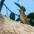 Black-tailed Treecreeper (Climacteris melanurus)