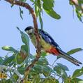 Northern Rosella (Platycercus venustus)