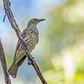 Olive-backed Oriole (Oriolus sagittatus)