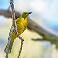 Green Oriole (Oriolus flavocinctus)