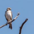 Brown Falcon (Falco berigora)