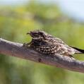 Spotted Nightjar (Eurostopodus argus)