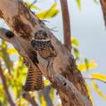 Spotted Nightjar (Eurostopodus argus)