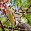 Nankeen Night Heron (Nycticorax caledonicus)