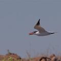Caspian Tern (Hydroprogne caspia)