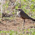 Australian Pratincole (Stiltia isabella)