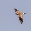 Australian Pratincole (Stiltia isabella)
