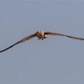 Australian Pratincole (Stiltia isabella)