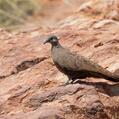 White-quilled Rock Pigeon (Petrophassa albipennis)