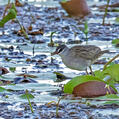 White-browed Crake (Porzana cinerea)
