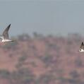 Gull-billed Tern (Gelochelidon nilotica)