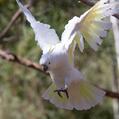 Sulphur-crested Cockatoo (Cacatua galerita)