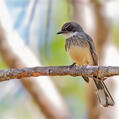 Northern Fantail (Rhipidura rufiventris)