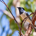 Leaden Flycatcher (Myiagra rubecula)