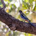 Northern Rosella (Platycercus venustus)