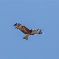 Square-tailed Kite (Lophoictinia isura)