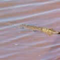 Saltwater crocodile (Crocodylus porosus)