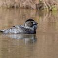 Musk Duck (Biziura lobata)