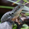 Gippsland Water Dragon (Intellagama lesueurii howittii)