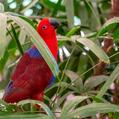 Eclectus Parrot (Eclectus roratus)