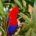 Eclectus Parrot (Eclectus roratus)