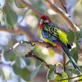 Eastern Rosella (Platycercus eximius)