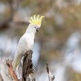 Sulphur-crested Cockatoo (Cacatua galerita)