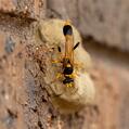 Potter Wasp (Delta bicinctum)
