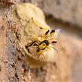 Potter Wasp (Delta bicinctum)