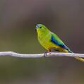 Orange-bellied Parrot (Neophema chrysogaster)