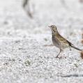 Australian Pipit (Anthus australis)