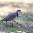 Masked Lapwing (Vanellus miles)