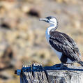 Black-faced Cormorant (Phalacrocorax fuscescens)