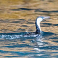 Black-faced Cormorant (Phalacrocorax fuscescens)