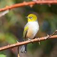 Silvereye (Zosterops lateralis)