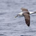 Shy Albatross (Thalassarche cauta)