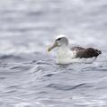 Shy Albatross (Thalassarche cauta)
