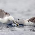 Shy Albatross (Thalassarche cauta)
