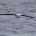 Shy Albatross (Thalassarche cauta)