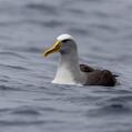 Buller's Albatross (Thalassarche bulleri)