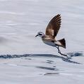 White-faced Storm Petrel (Pelagodroma marina)