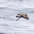 White-faced Storm Petrel (Pelagodroma marina)