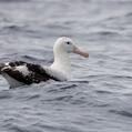 Wandering Albatross (Diomedea exulans)