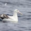 Southern Royal Albatross (Diomedea epomophora)
